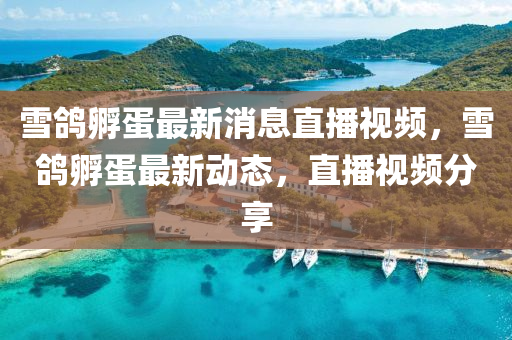 雪鴿孵蛋最新消息直播視頻，雪鴿孵蛋最新動態(tài)，直播視頻分享